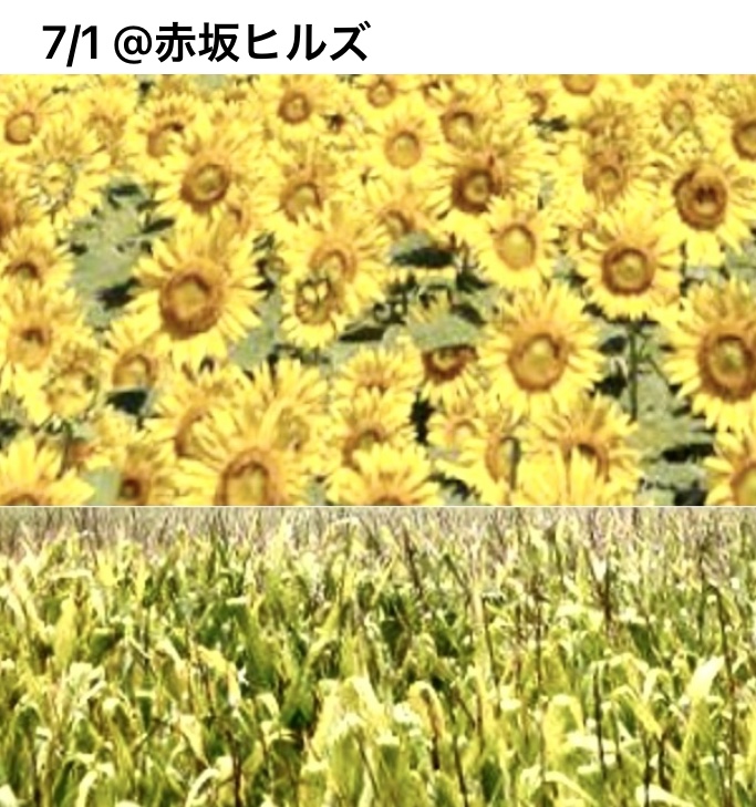 7/1ヒルズマルシェ@ アークヒルズ アーク・カラヤン広場 で、初夏を楽しむ北欧デザインと雑貨のポップアップショップを出店しまーす🇸🇪 🇫🇮 🇩🇰🇳🇴🇮🇸